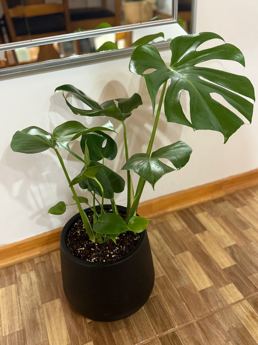Monstera Deliciosa L