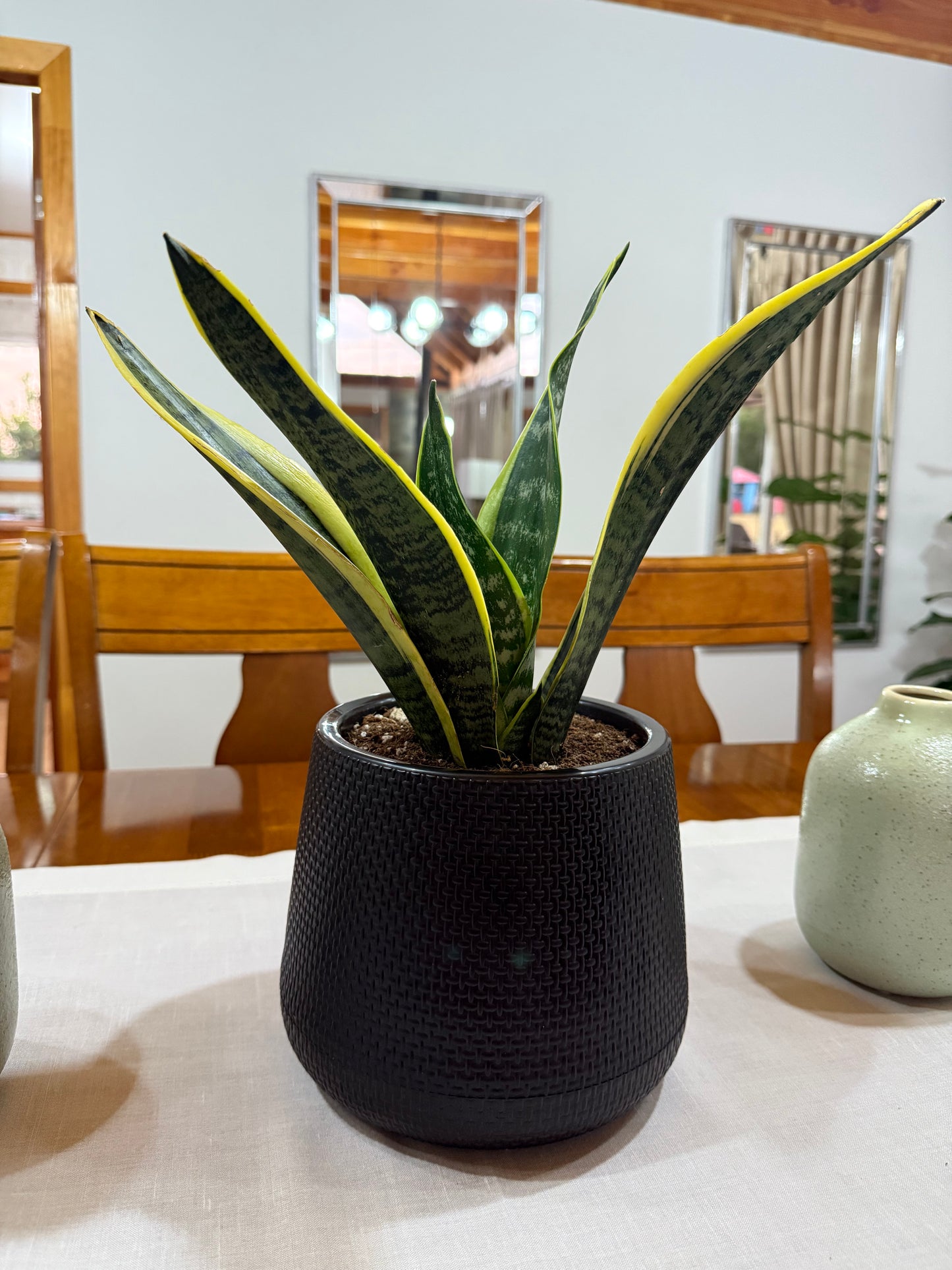 Sansevieria Superba
