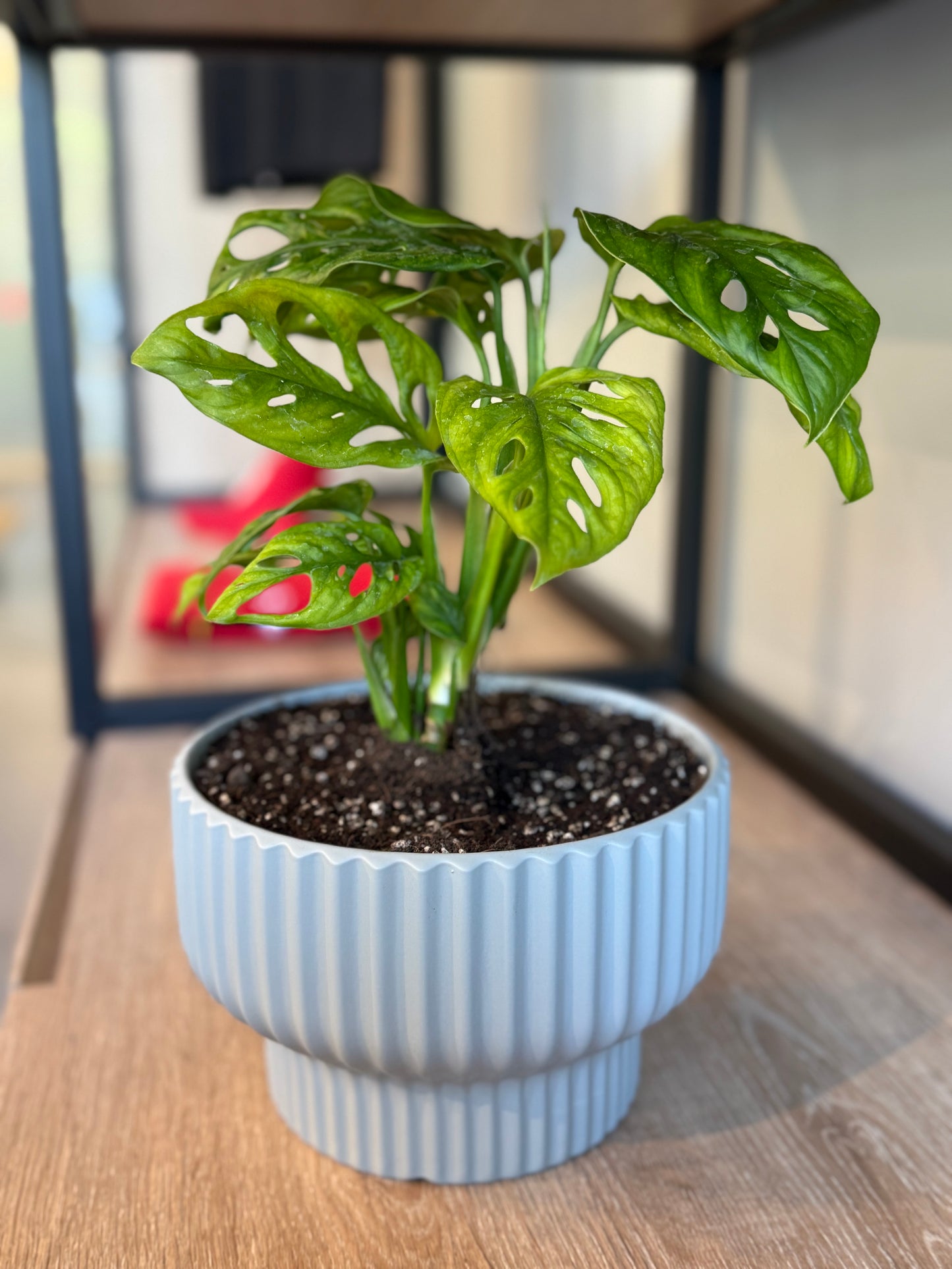 Monstera Adansonii