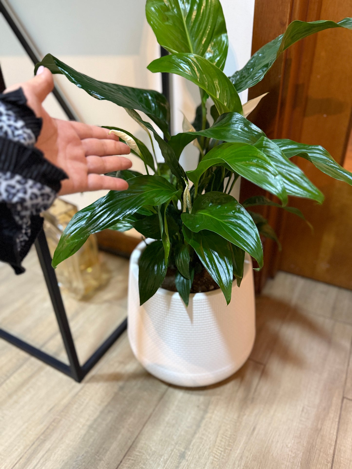 Spathiphyllum (Lirio de la Paz)
