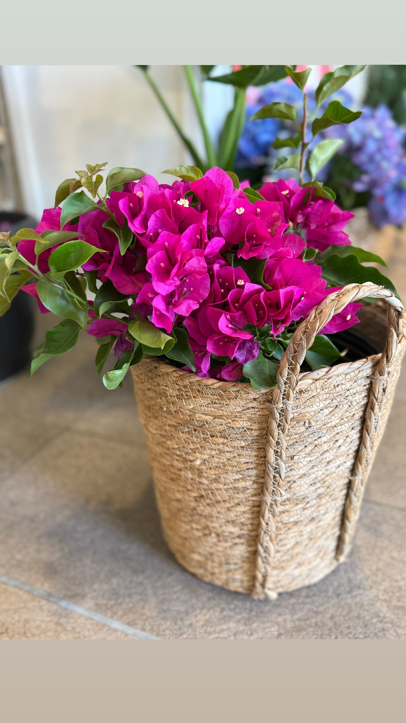 Bougainvillea 🌺