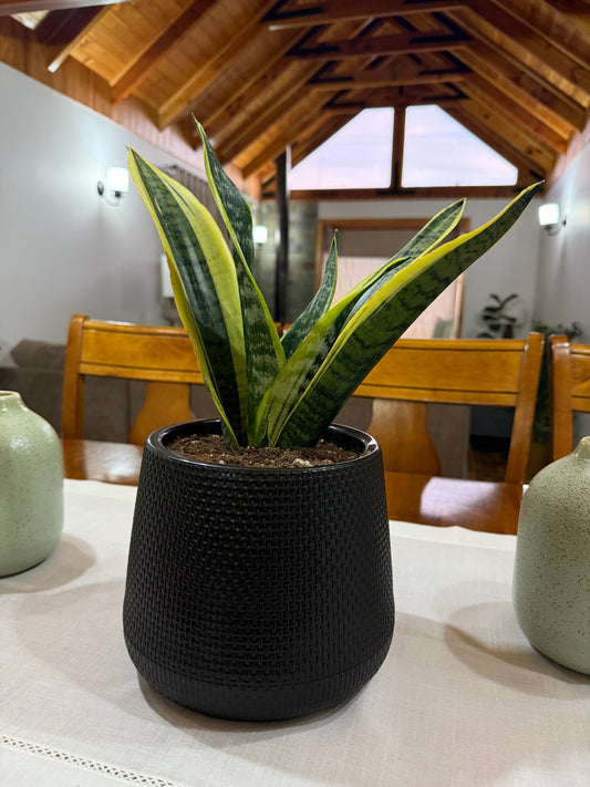 Macetero Aurora Black