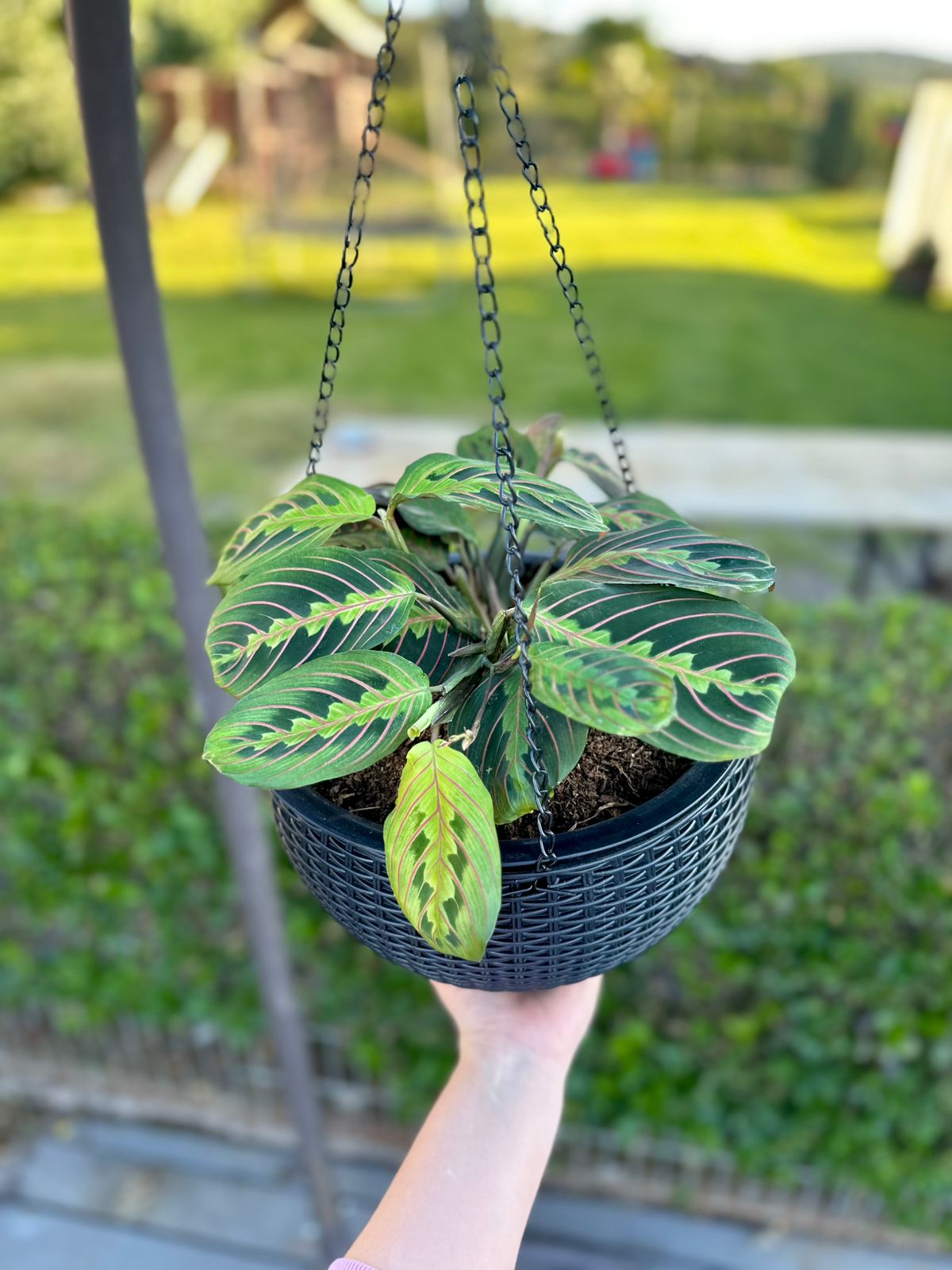 Maranta de la oración - Belleza que se mueve con el día