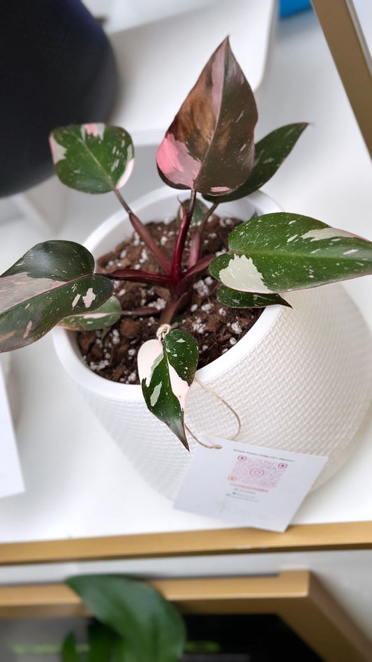 Philodendro Pink Princess – Planta de Colección