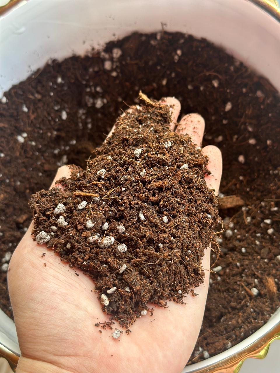 Sustrato Premium para Cactus y Suculentas