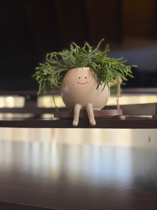 Rhipsalis en macetero decorativo