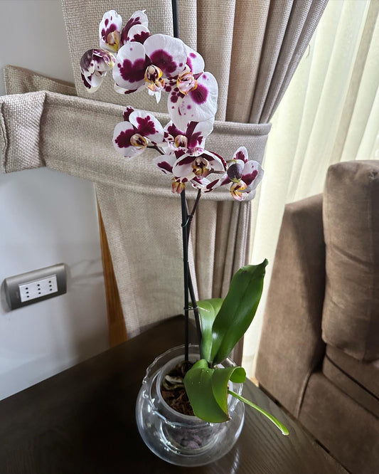 Orquídeas Simple 🌿