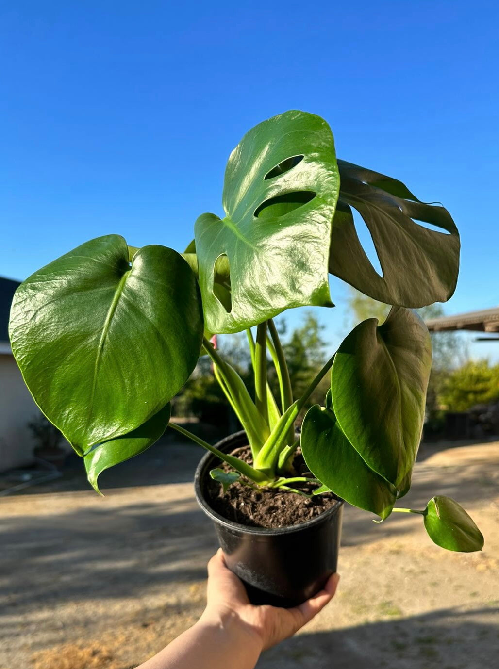 Monstera Deliciosa M