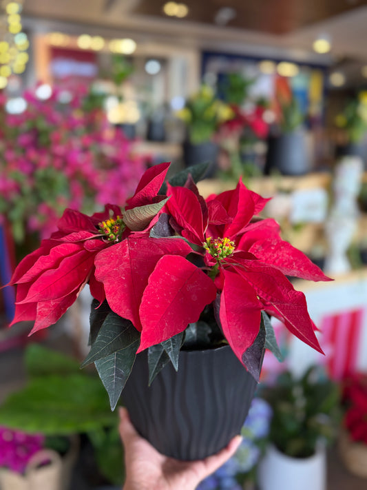 Flor de navidad 🌺