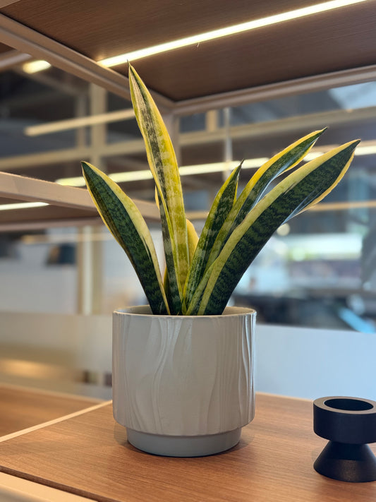 Sansevieria Superba
