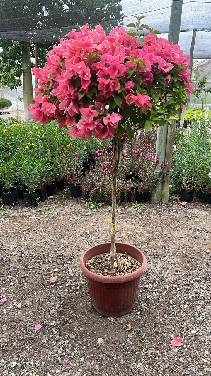 Bougambilia Pie Alto
