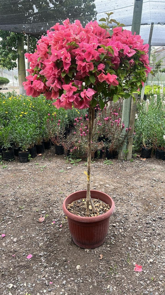 Bougambilia Pie Alto