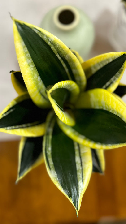 Sansevieria Black Star (Enana)