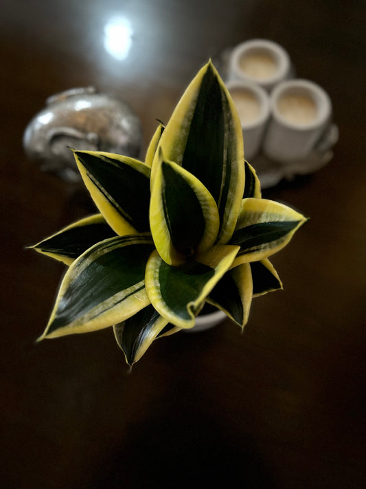 Sansevieria Black Star (Enana)