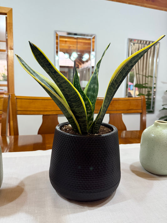 Sansevieria Superba