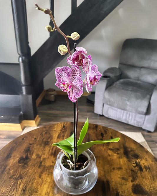 Orquídeas Simple 🌿