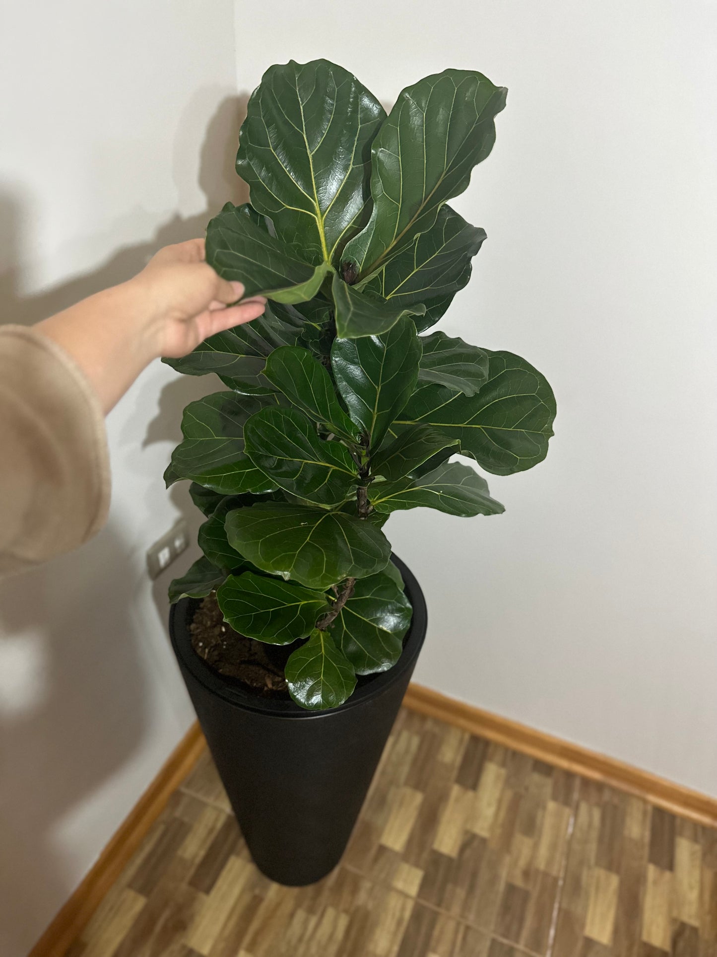 Ficus Lyrata XXL