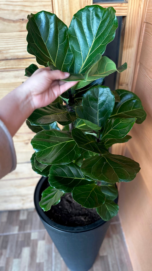 Ficus Lyrata XXL