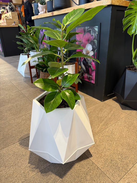 Macetero Sequoia White