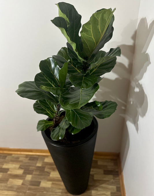Ficus Lyrata XXL