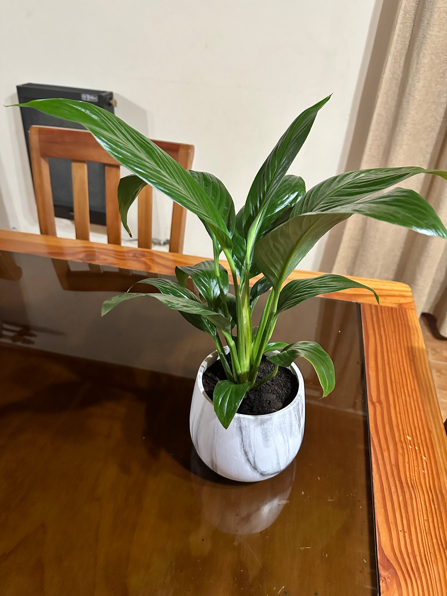 Spathiphyllum (Lirio de la Paz)
