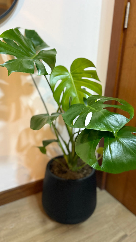 Monstera Deliciosa L