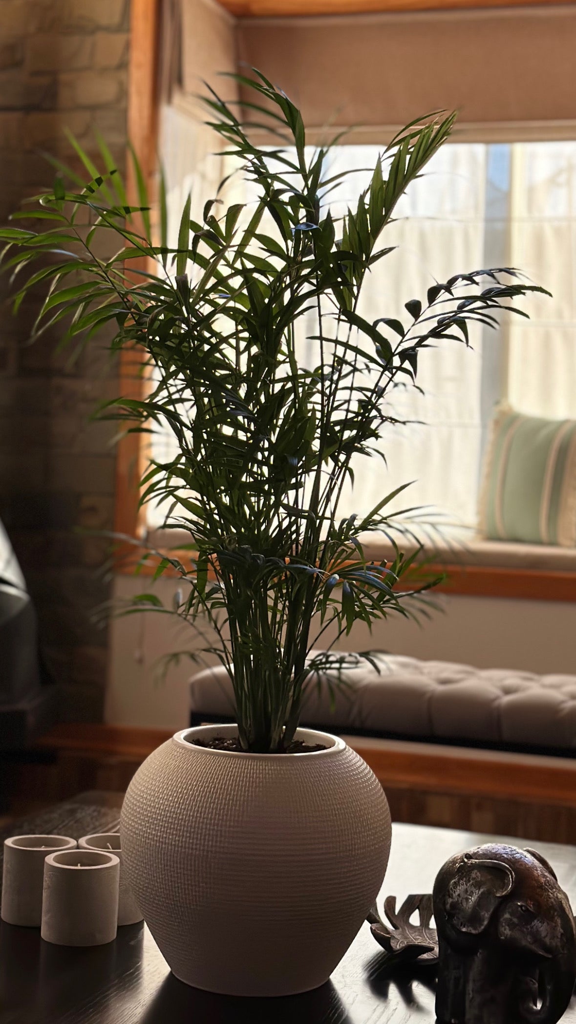 Chamaedorea Elegans L