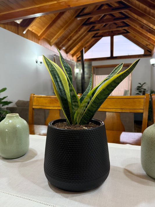 Sansevieria Superba