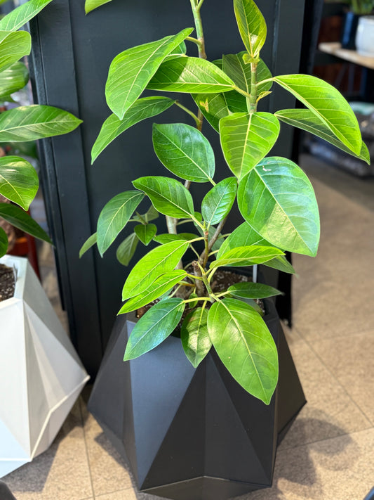 Macetero Sequoia Black