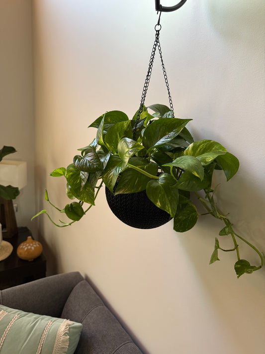 Macetero Negro Colgante - Noir