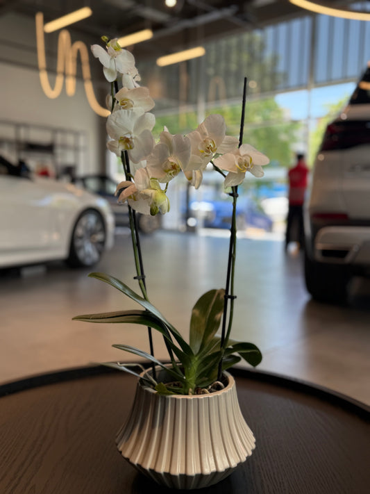 Orquídeas Doble 🌿 🌺