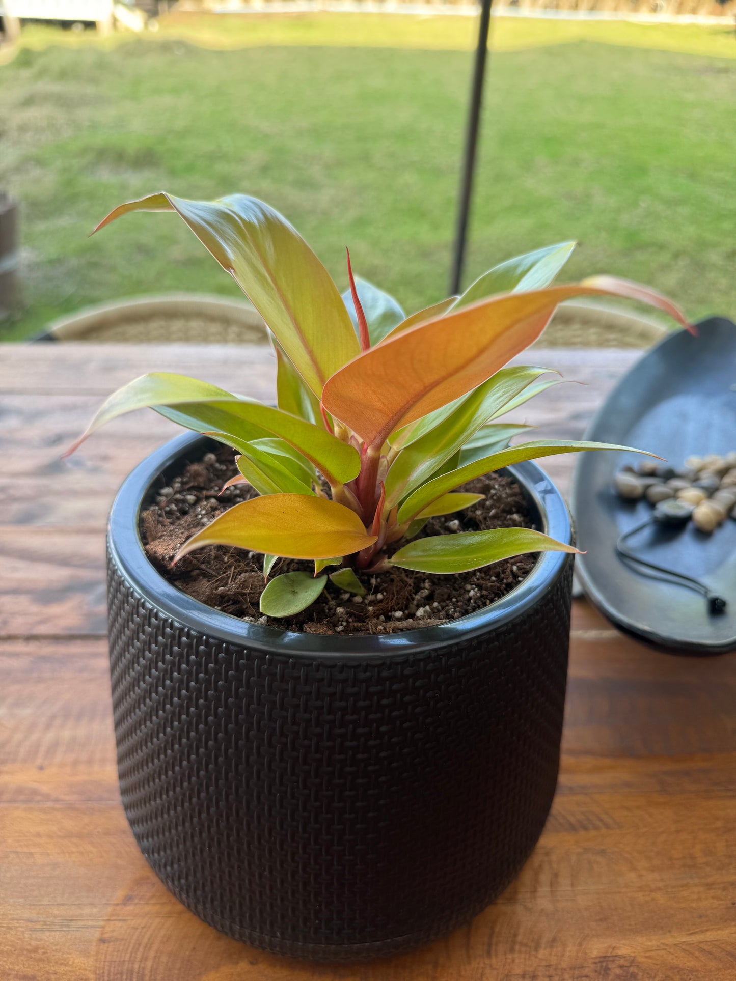 Macetero Aurora Black