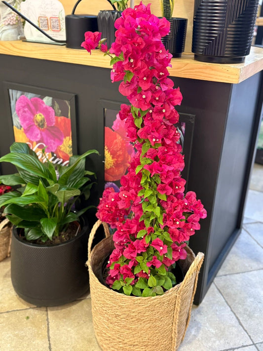 Bougainvillea 🌺 Trepadora