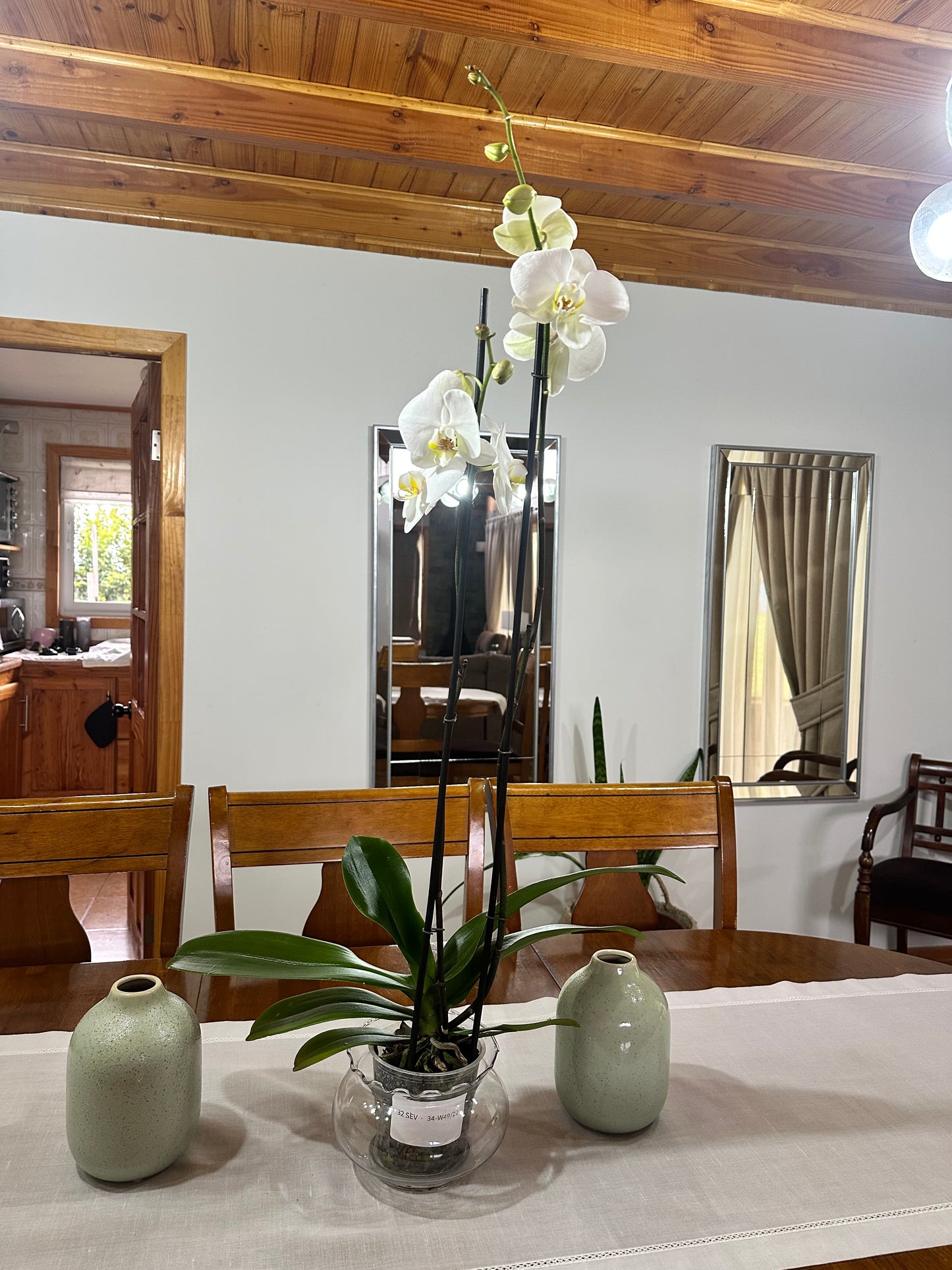 Orquídeas Doble 🌿 🌺