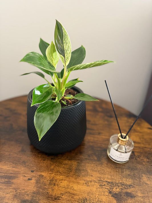 Macetero Aurora Black