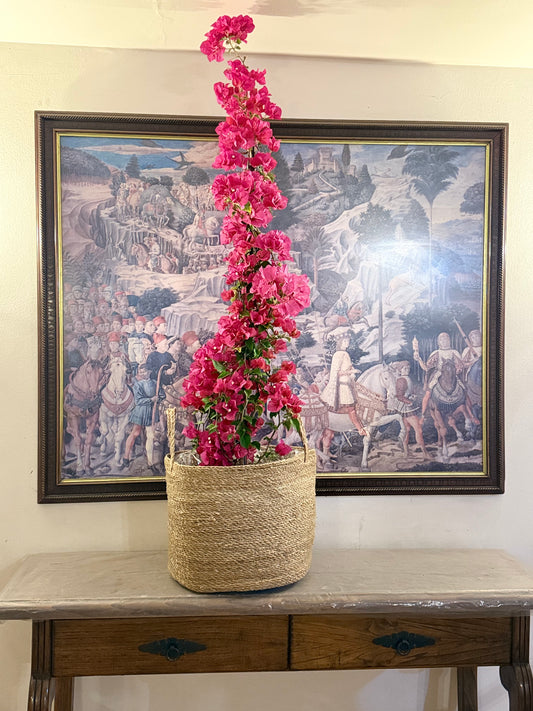 Bougainvillea 🌺 Trepadora
