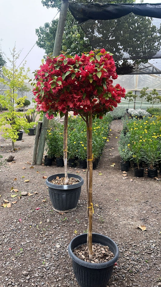 Bougambilia Pie Alto