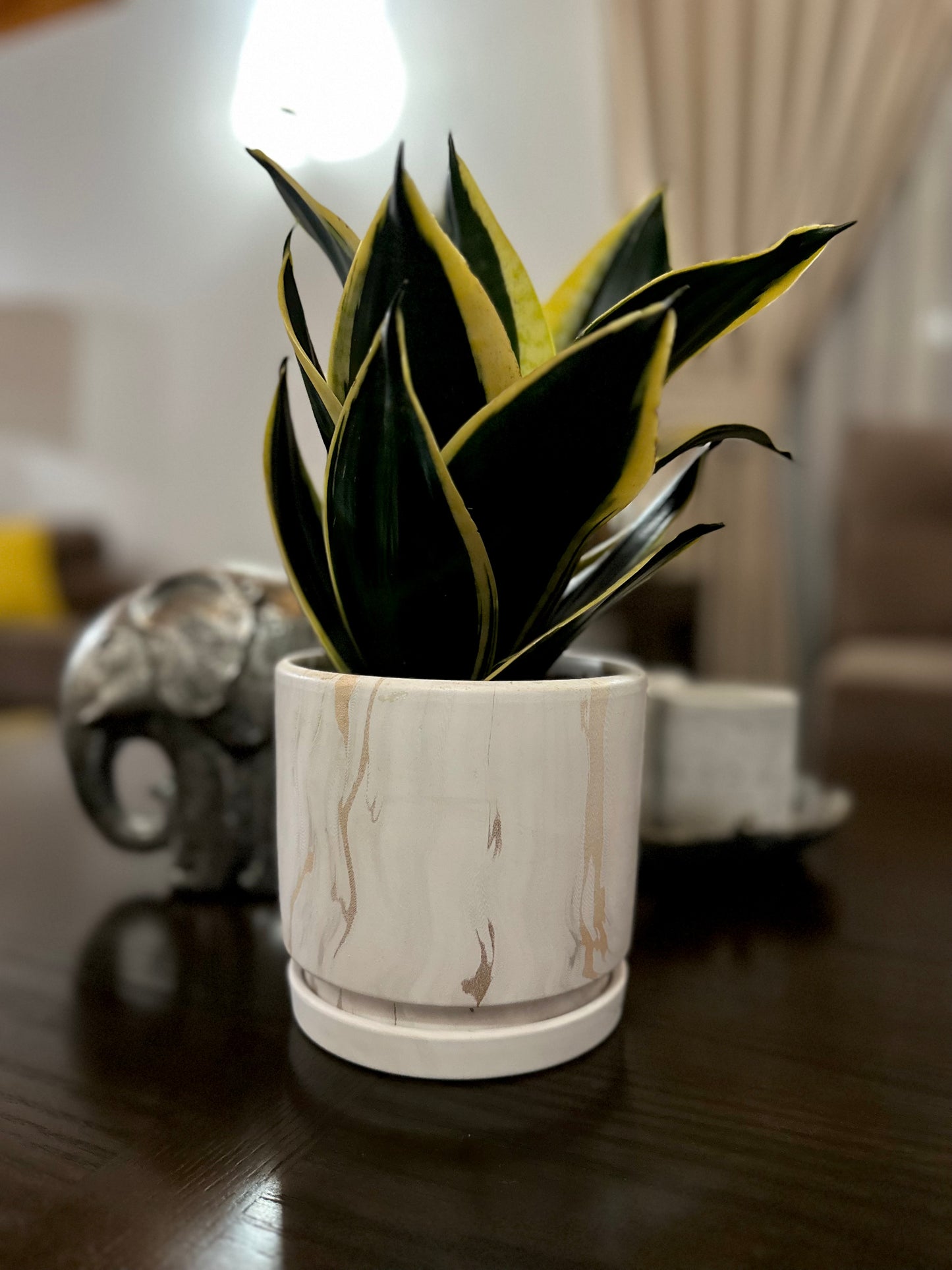 Sansevieria Black Star (Enana)