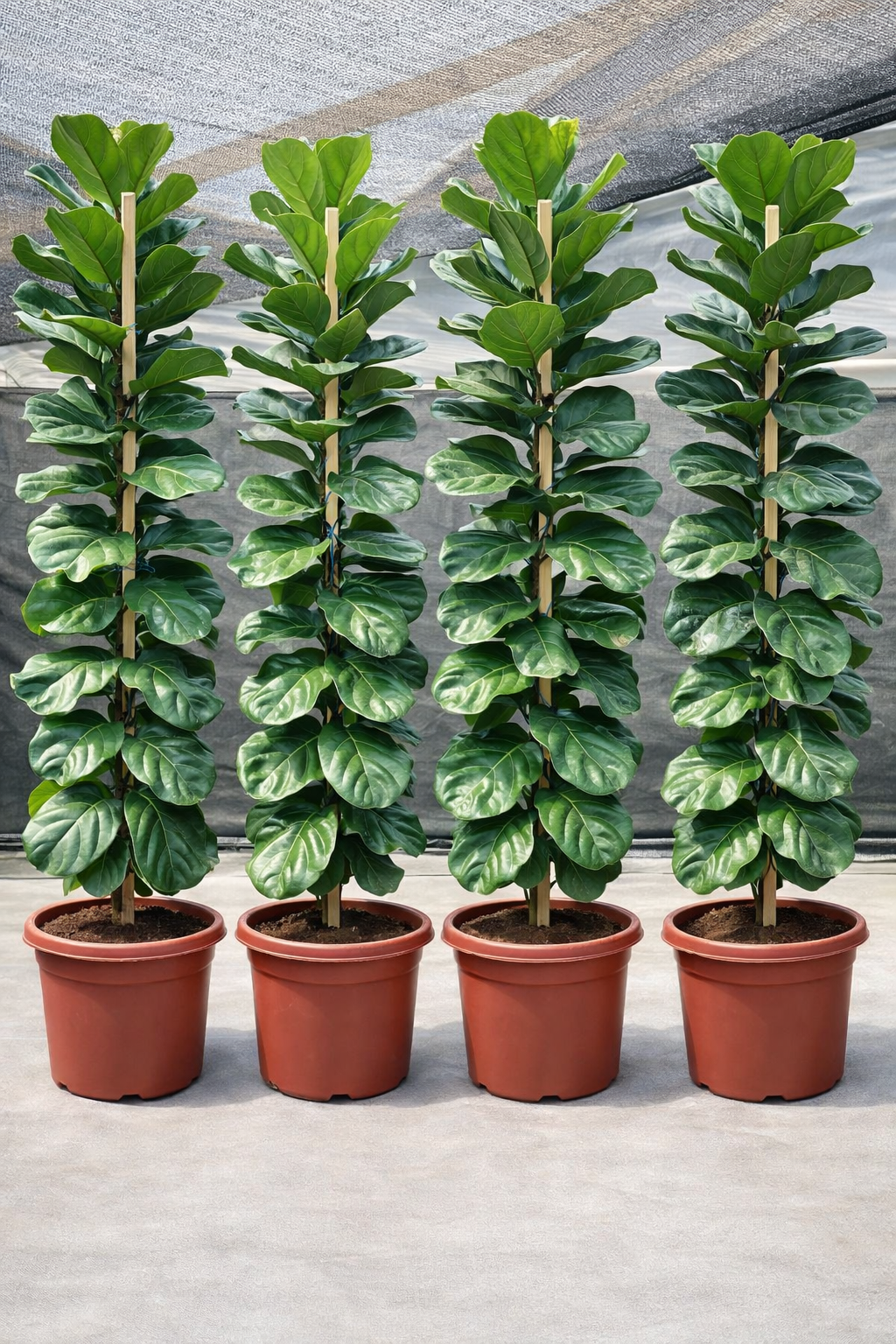 Ficus Lyrata XXL
