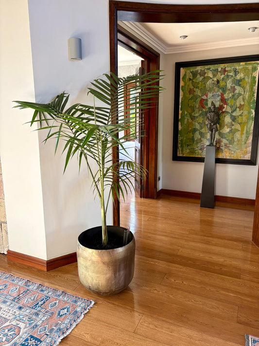 Kentia XXL