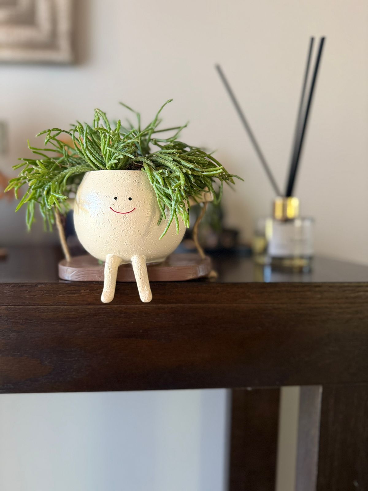 Rhipsalis en macetero decorativo