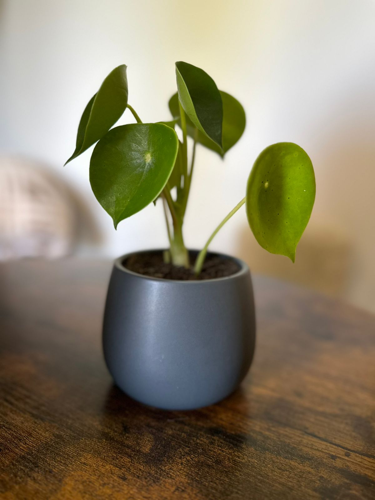 Peperomia Cucharita