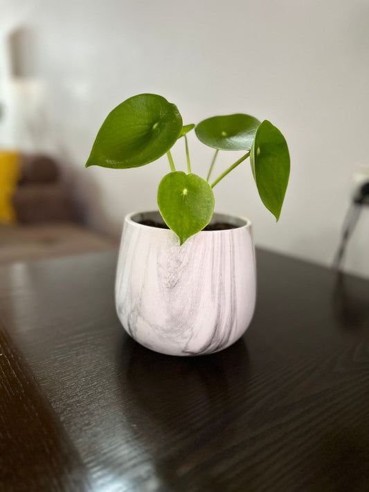 Peperomia Cucharita