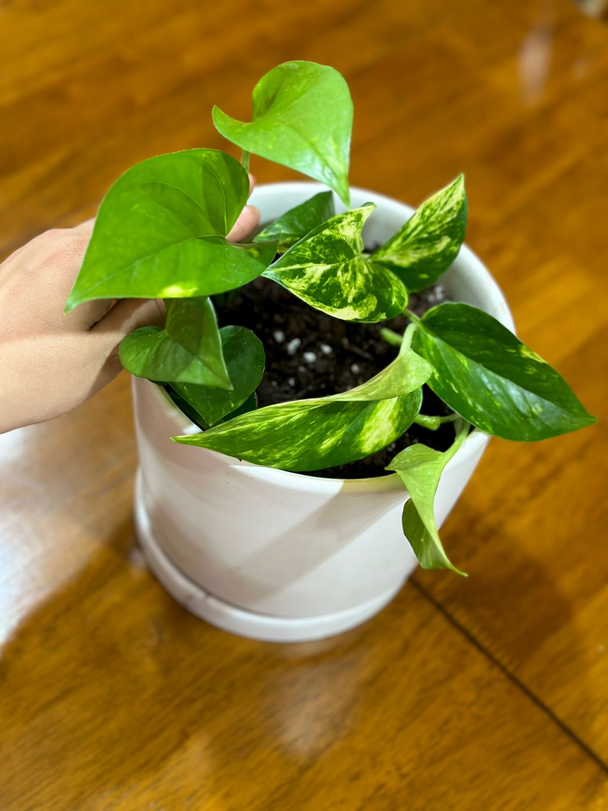 Scindapsus (Pothos) — Planta de interior versátil