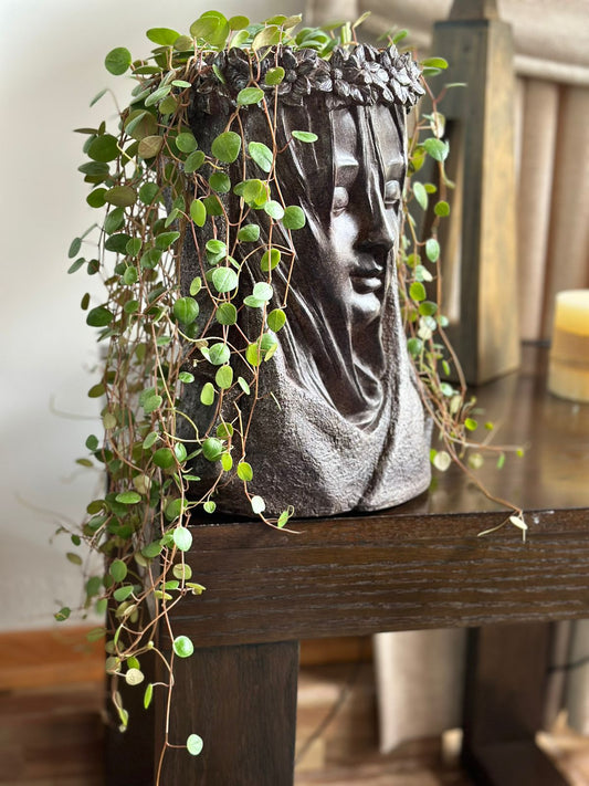 Figura con Peperomia Pepperspot en sustrato Premium