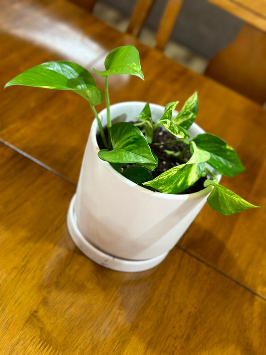 Scindapsus (Pothos) — Planta de interior versátil