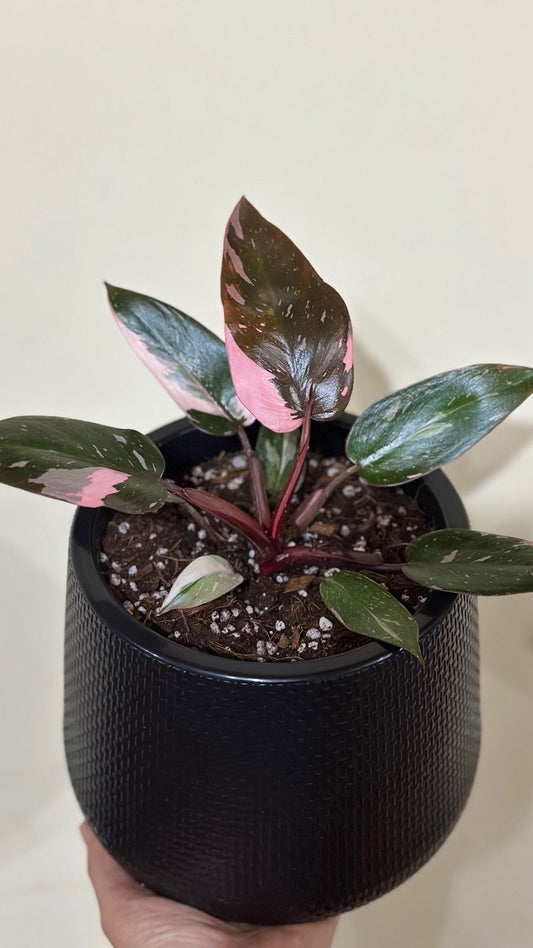 Philodendro Pink Princess – Planta de Colección