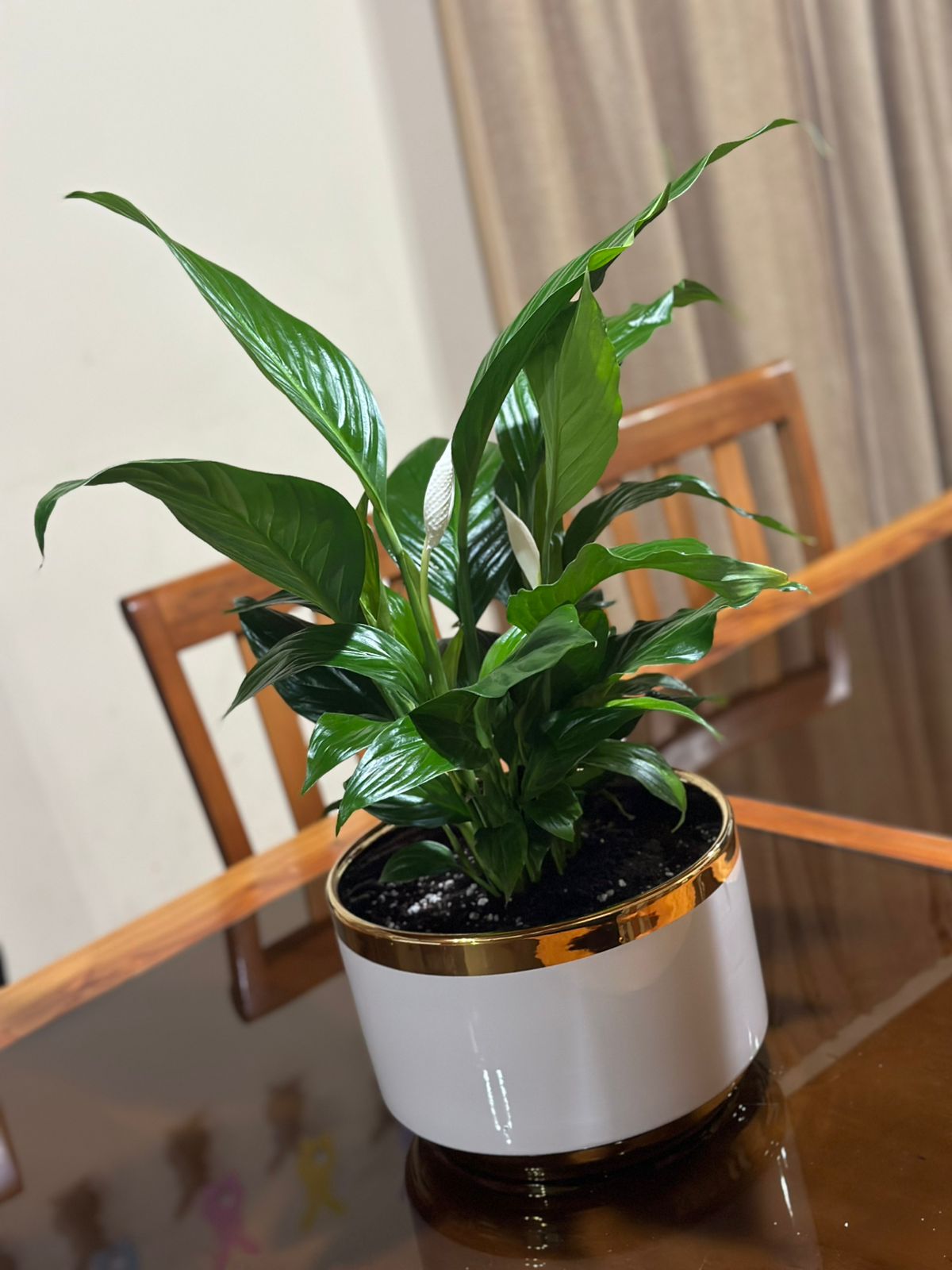 Spathiphyllum (Lirio de la Paz)