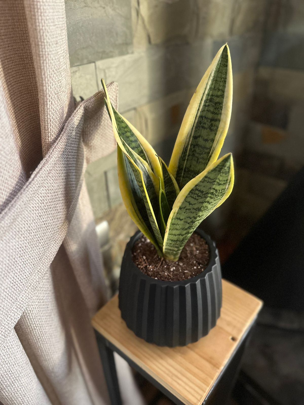 Sansevieria Superba
