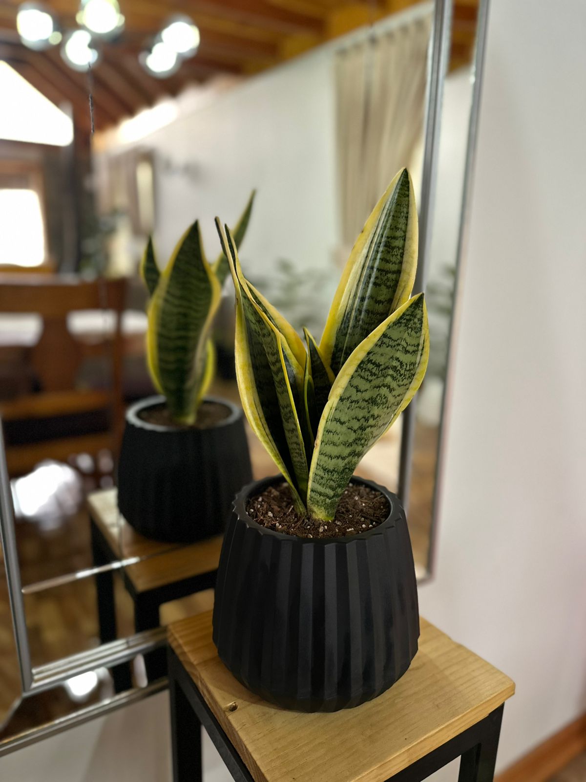 Sansevieria Superba